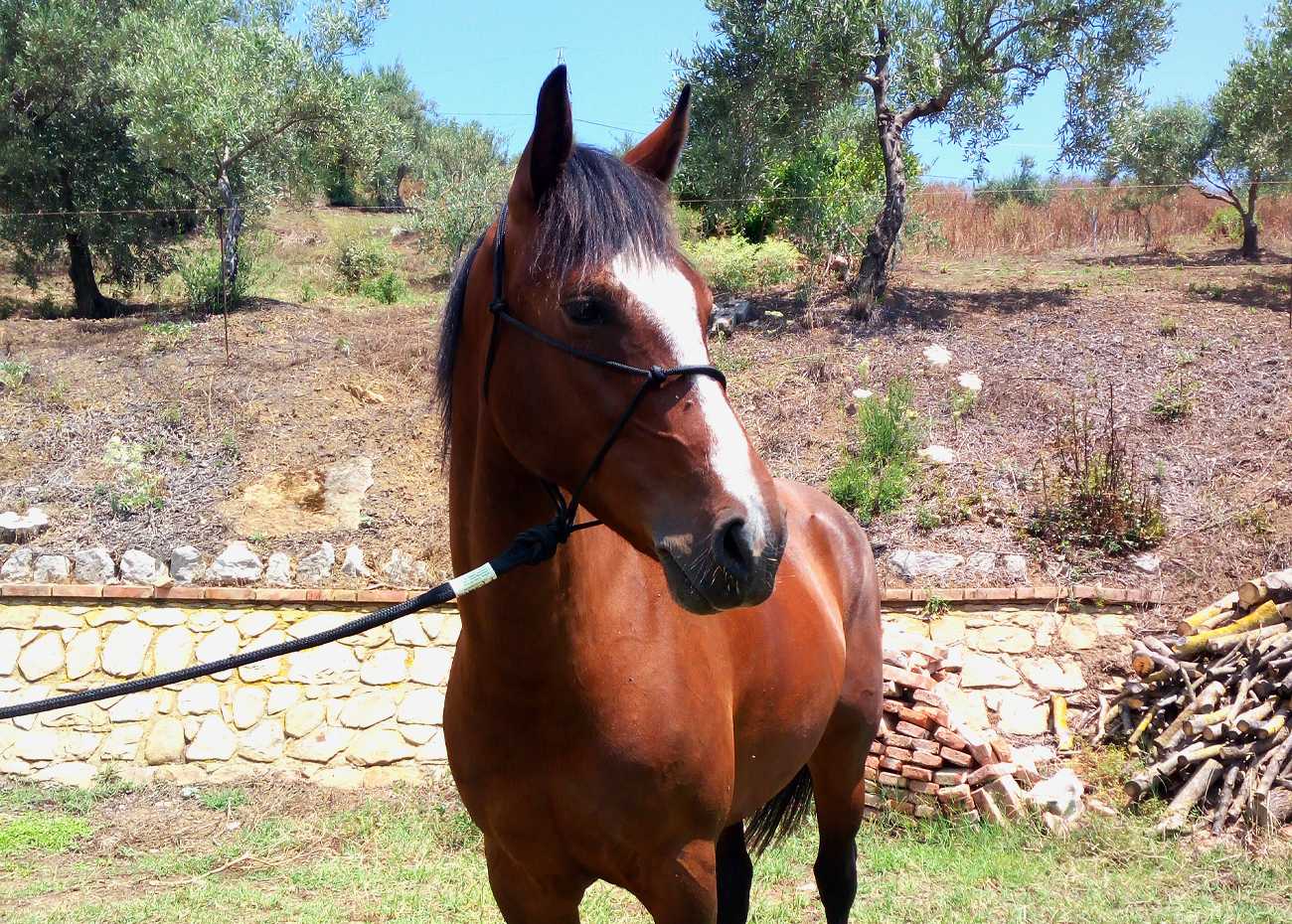 Pancallo - Sicily on Horseback